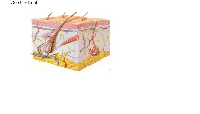 LKS SISTEM EKSKRESI PADA MANUSIA ~ SAINS SMP 2 NGAWI