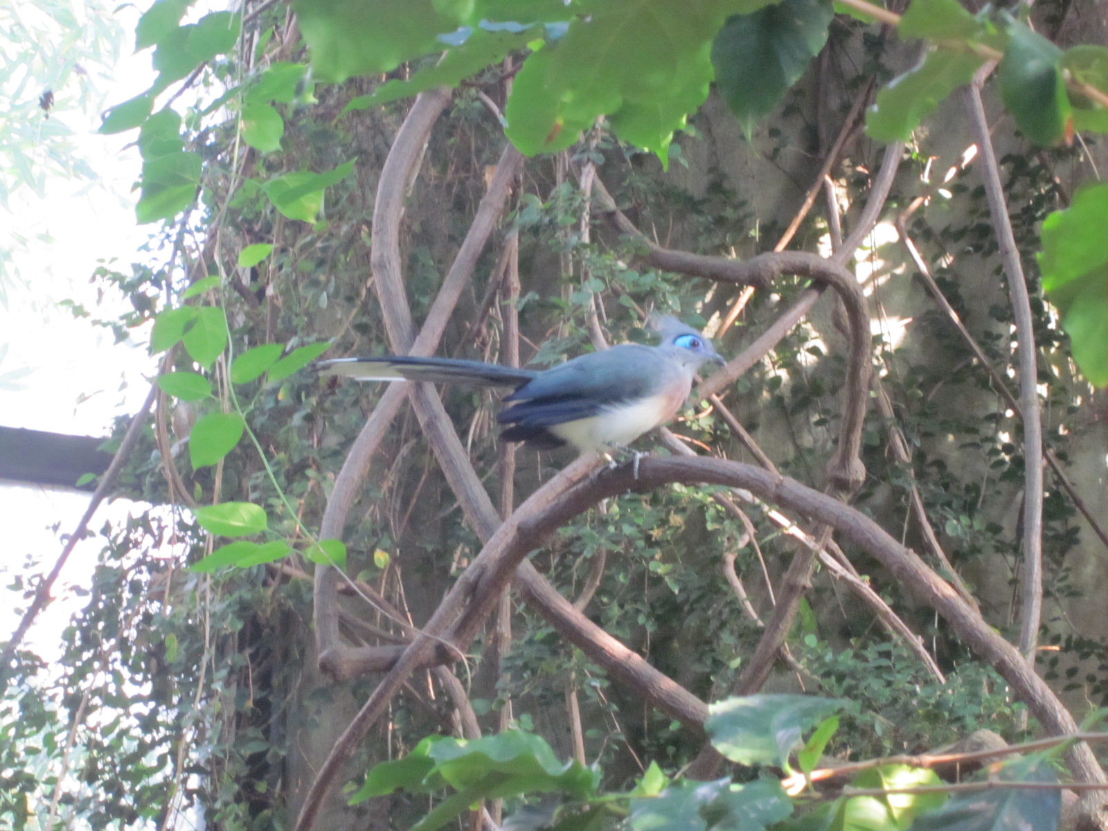 Travel NC With Kids North Carolina Zoo Aviary So Much Beauty Under