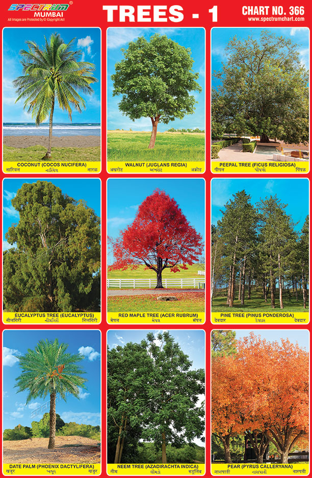 Different Types Of Trees Chart