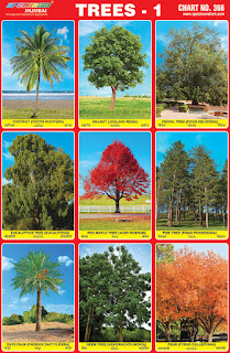 Chart contains images of different trees