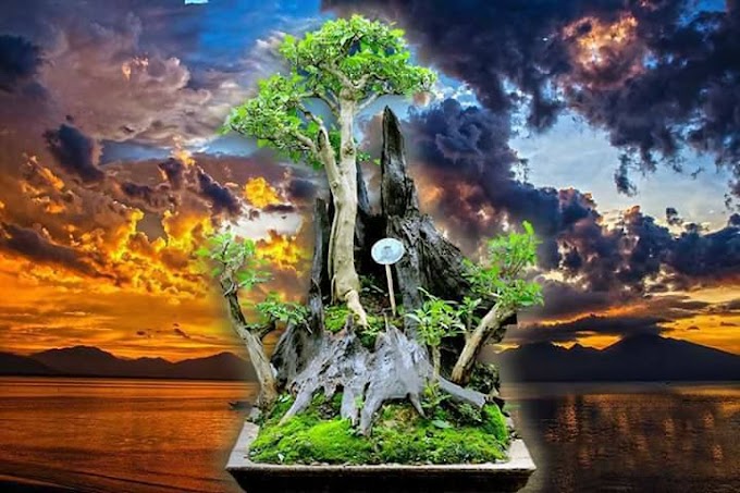 Kriteria Tanaman yang Bisa Dibonsai