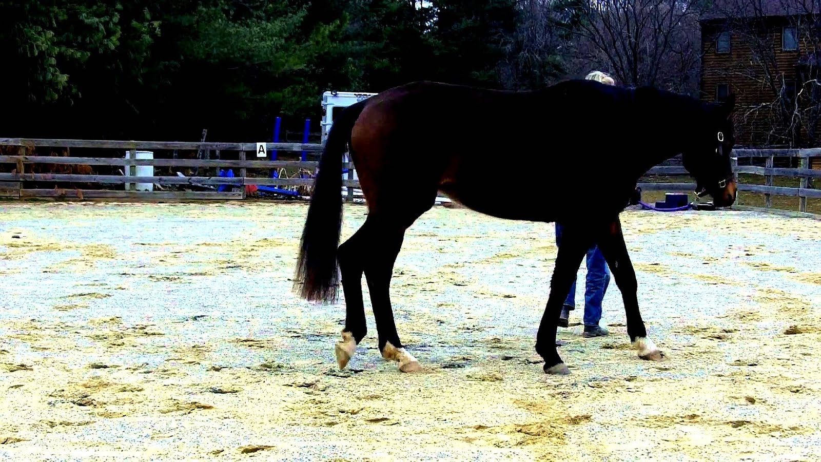 Horse Stifle Injury Symptoms Horse Choices