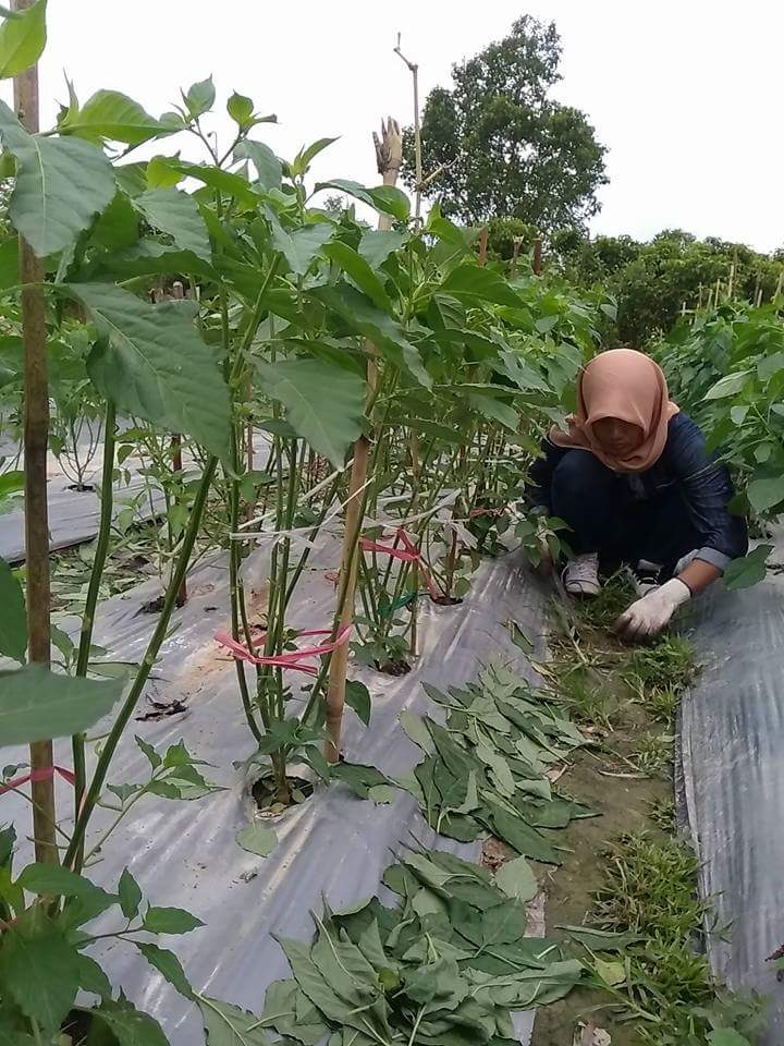 Cara Merempel Tanaman Cabe Agar Cepat Berbuah Lebat (Perempelan Daun dan Tunas Aksiler Cabe