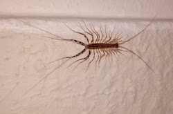 centipede common coleoptrata scutigera plateau springfield wondered presence alarmed received photograph should friends its