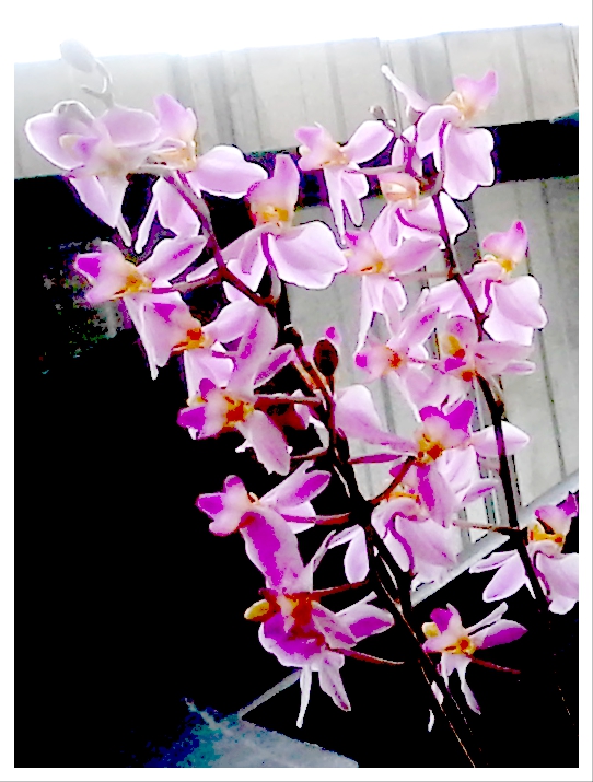 Secret Tips For Fast Growing Orchid