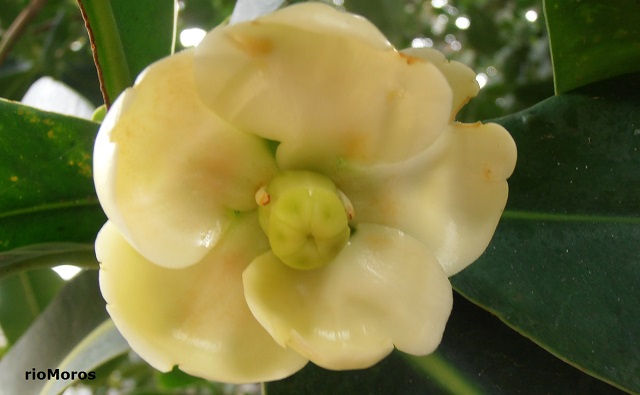 Flor de Clusia blanca Clusia brittonii
