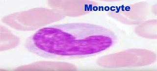 Monocyte