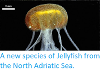 http://sciencythoughts.blogspot.co.uk/2014/06/a-new-species-of-jellyfish-from-north.html