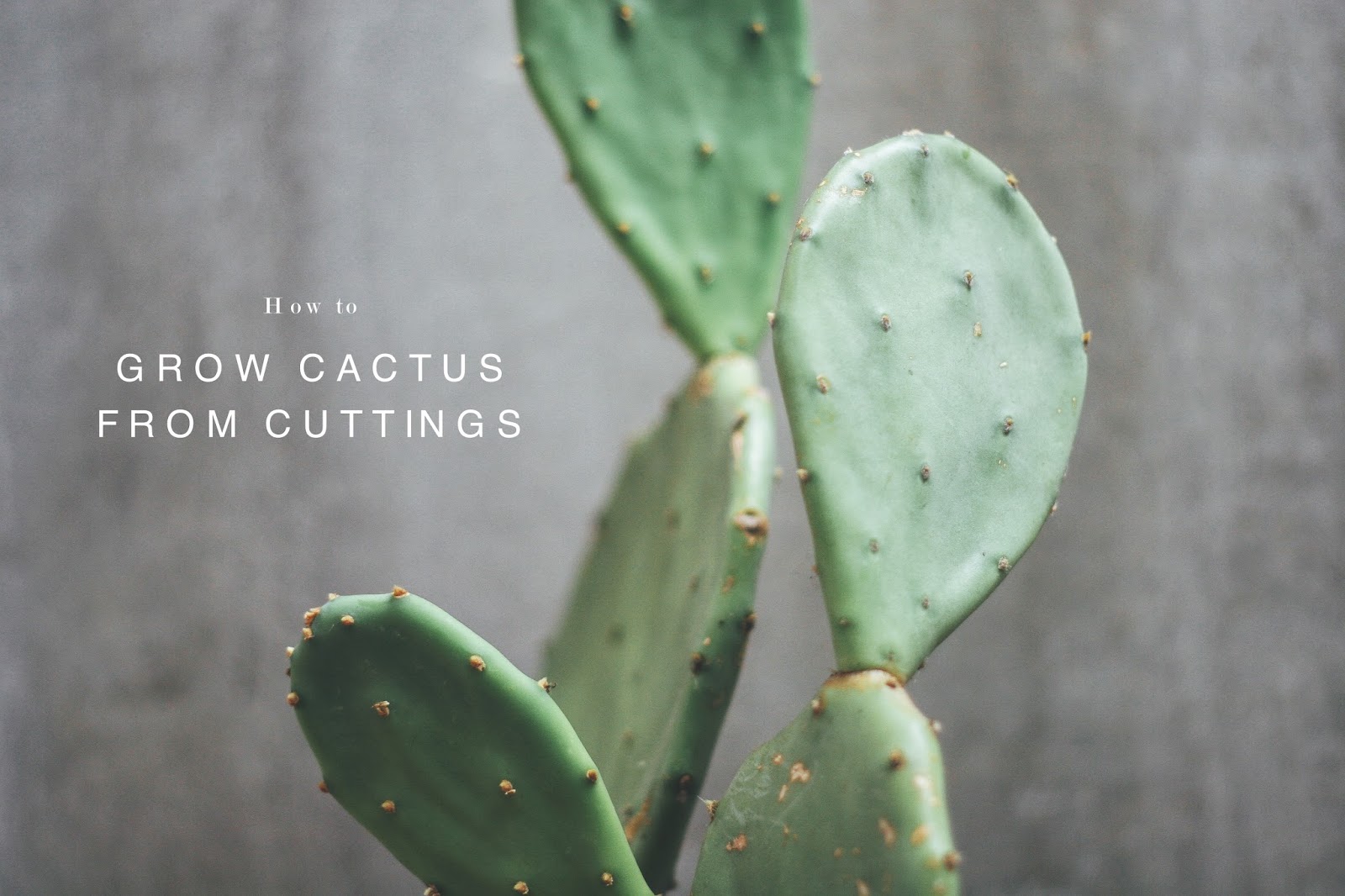 Grow cactus from cuttings — L J U B E Z N I C E