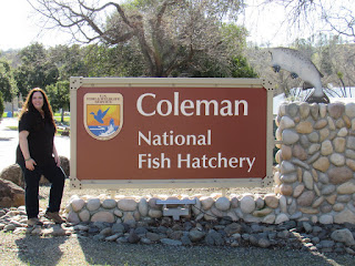 northern california fish hatcheries