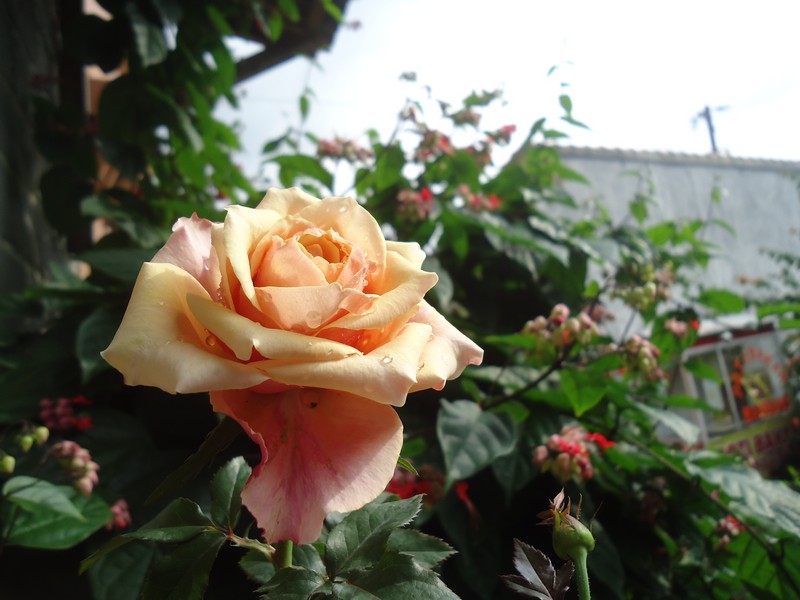  Bunga  Mawar  Orange  dan Hujan Rintik Rumah Daun Muda