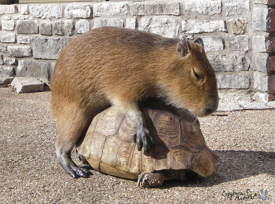 Can you have a Capybara as a Pet? ouranimals