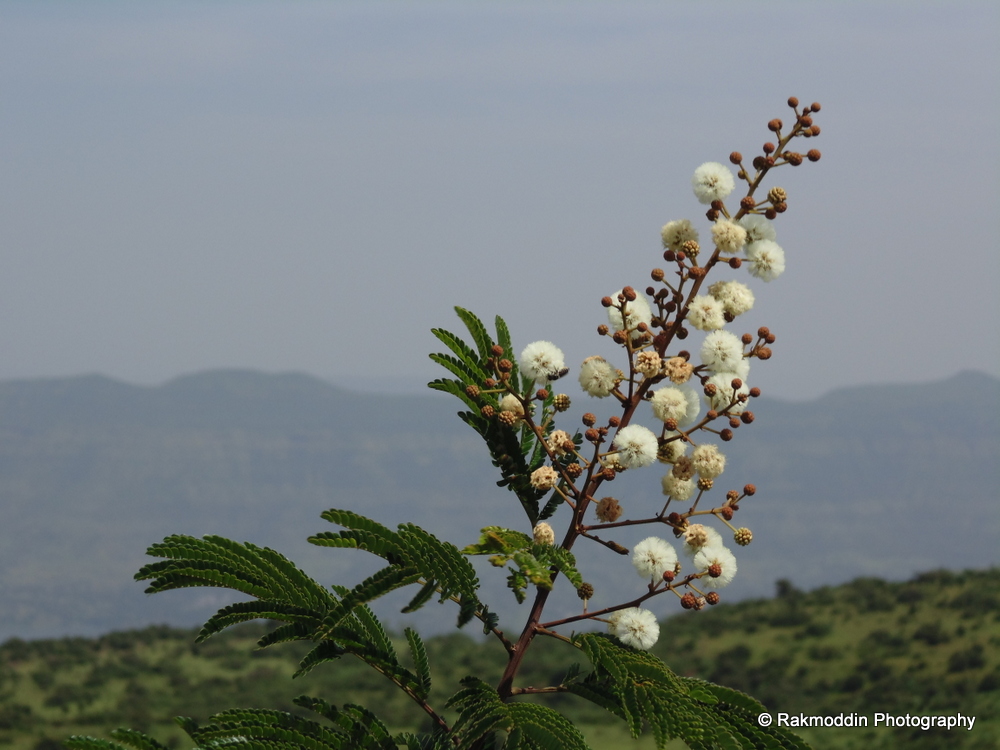 Kas Pathar Flowers valley in Maharashtra Journey & Life.