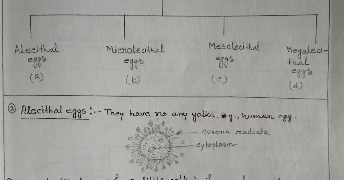 Types of Eggs of Animals in Zoology (Embryology ) Biology Blog