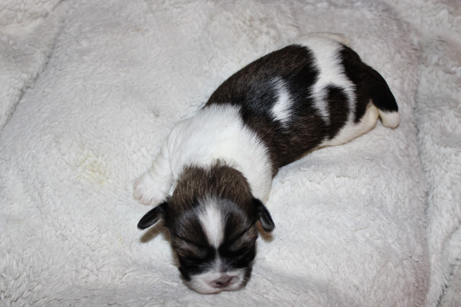 Lhasa Apso - Penny's Pups from birth to new homes: Pennys ...