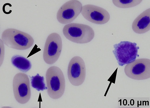 \ Hematologi Ikan bagian 1