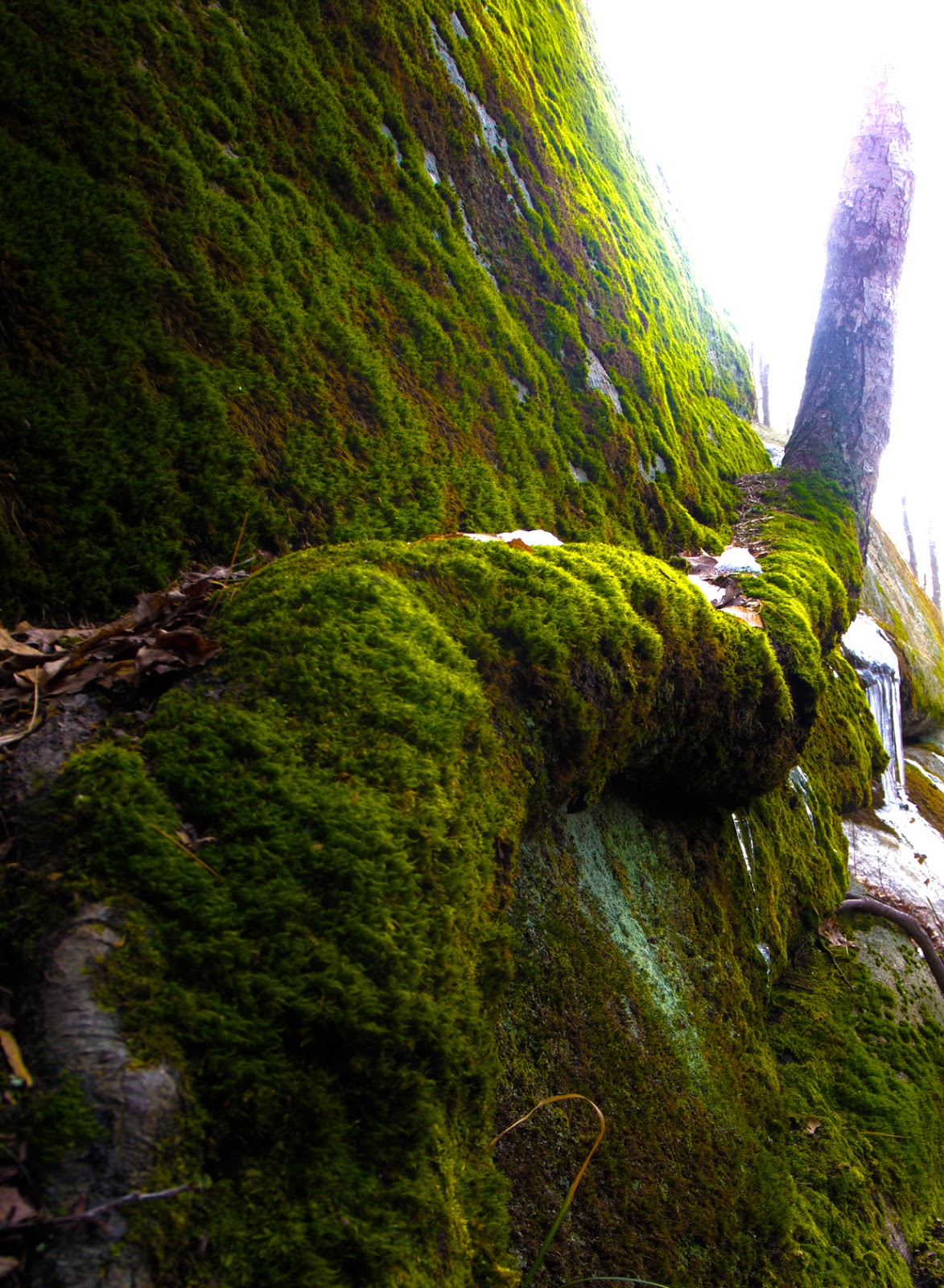 Connecticut Explorer Hiking the Westwoods Land Trust in Guilford CT