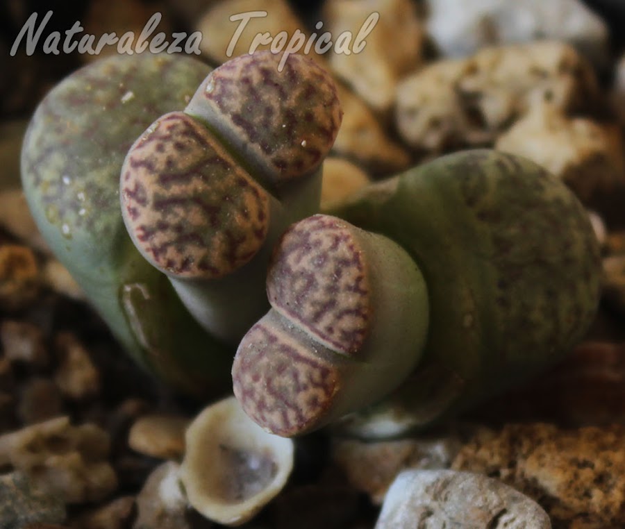 Lithops bromfieldii var. insularis desarrollando una muda doble. Piedra viva 