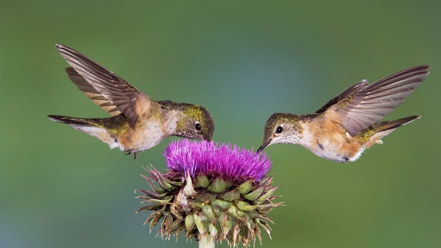 Two bird eating from a flower