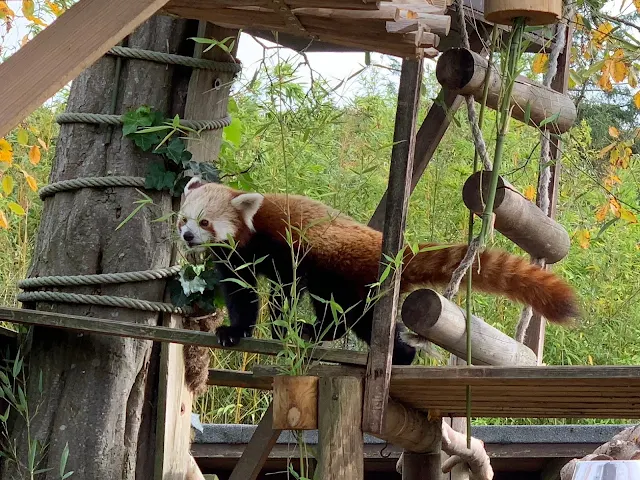 A red panda eating some Bamboo