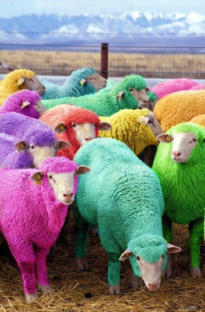 rainbow sheep