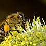 abeille en gros plan sur fleur