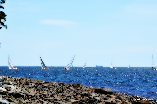 "from sophie's view": Swimming with the Sailboats!!