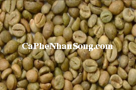 Cà phê nhân sống robusta chế biến ướt