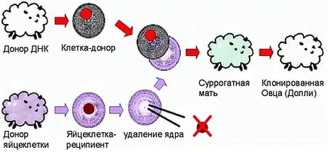 Донор днк. Метод переноса ядра. Клонирование методом переноса ядра соматической клетки. Перенос ядра соматической клетки. Перенос ядра соматической клетки клонирование.
