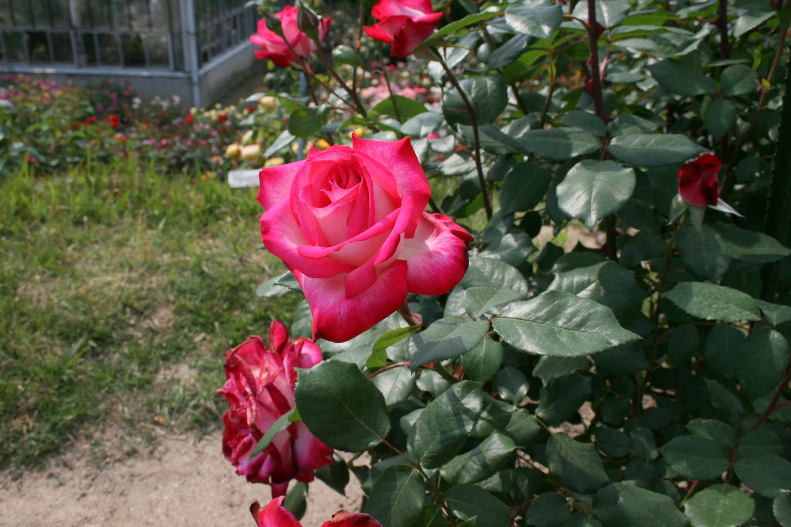 広島市植物公園ブログ 園長のおすすめ バラ 聖火