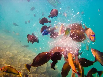 Snorkeling Gili Nanggu