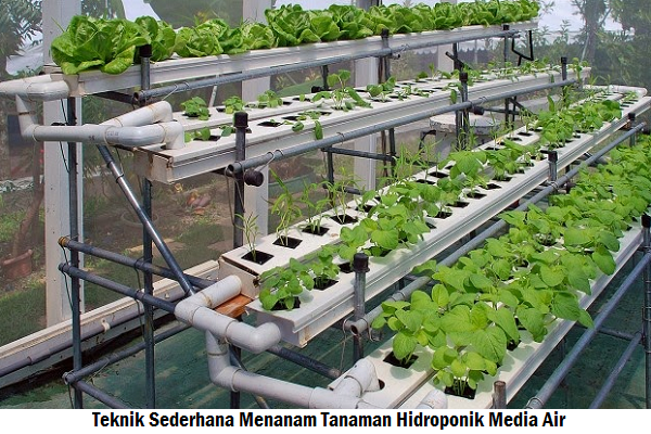 Teknik Sederhana Menanam Tanaman Hidroponik Media Air