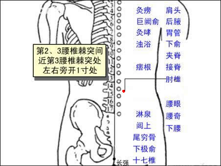 肘椎穴位 | 肘椎穴痛位置 - 穴道按摩經絡圖解 | Source:zhongyibaike.com