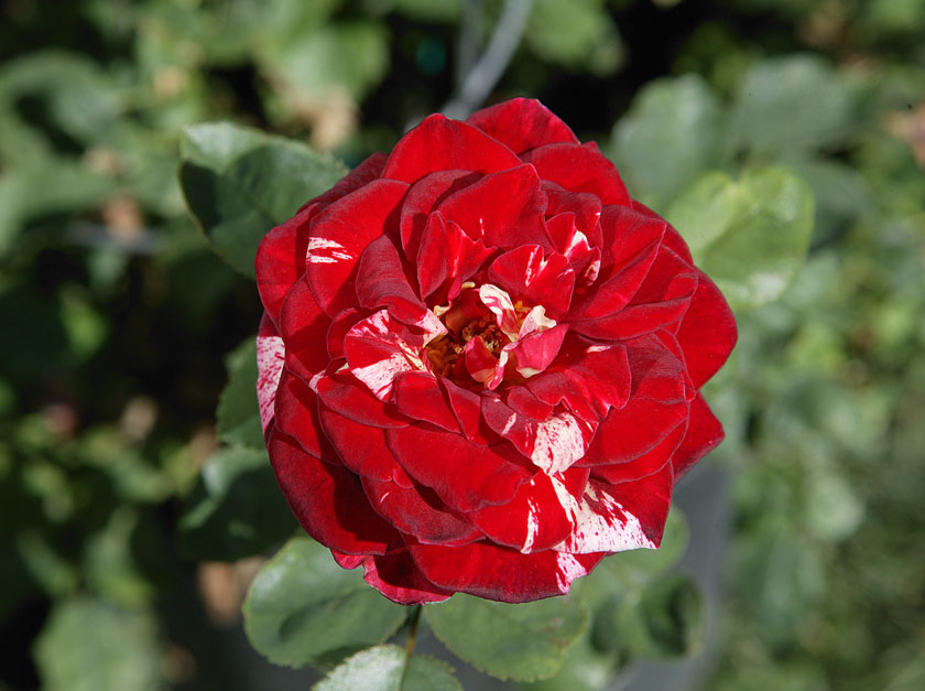 Roses