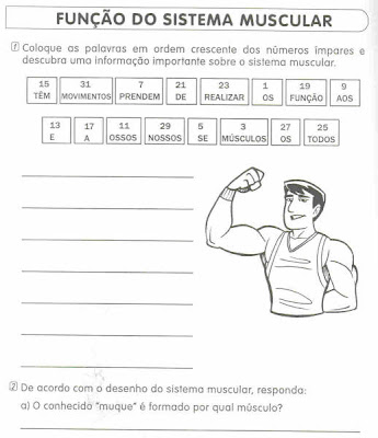 fun%252B%25C2%25BA%252B%25C3%25BAo%2Bdo%2Bsistema%2Bmuscular - Atividades para EJA