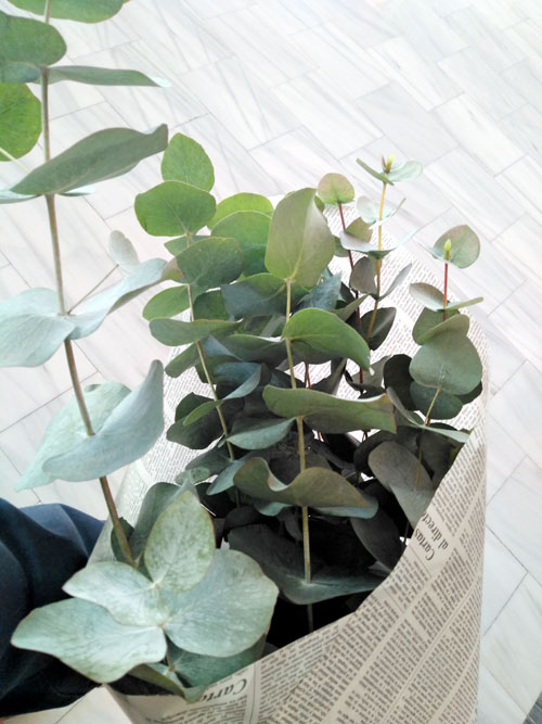 ramo-ramas-eucalipto