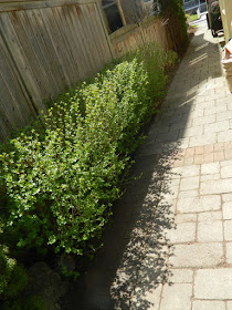 Toronto Roncesvalles spring garden cleanup after by Paul Jung Gardening Services