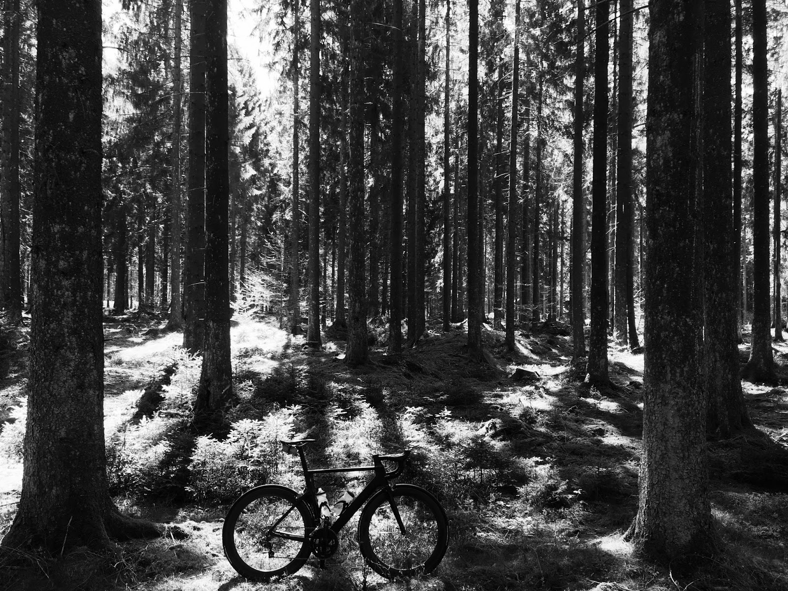 Traumschleife Dunnbach Pfad Saar Hunsruck Steig