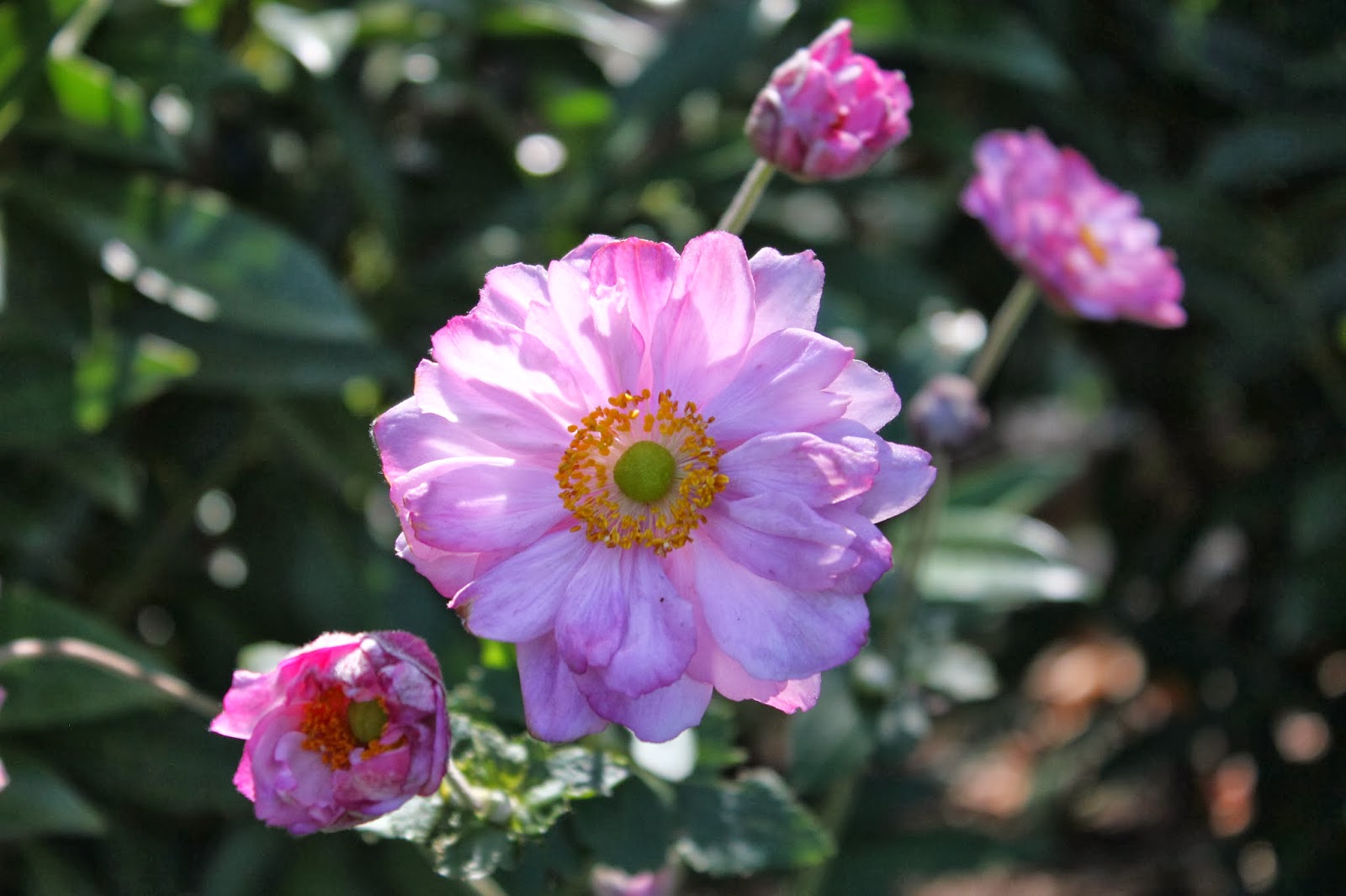 Gardening and Gardens Late Season Blooming Flowers Anenome 'Queen