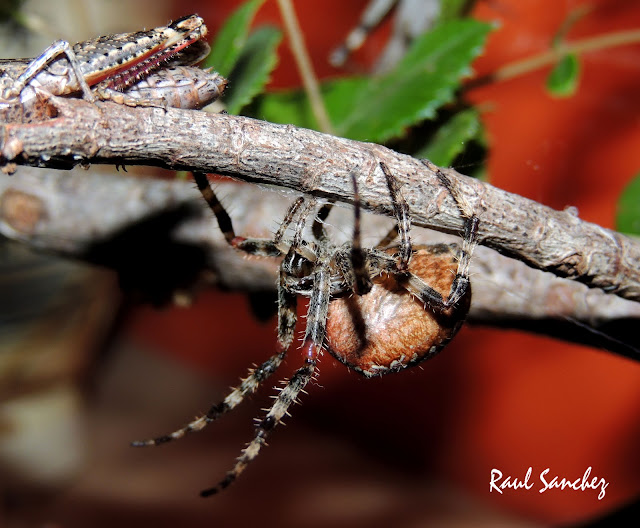 Naturaleza Viva : Araña de jardin ( Araneus diadematus )