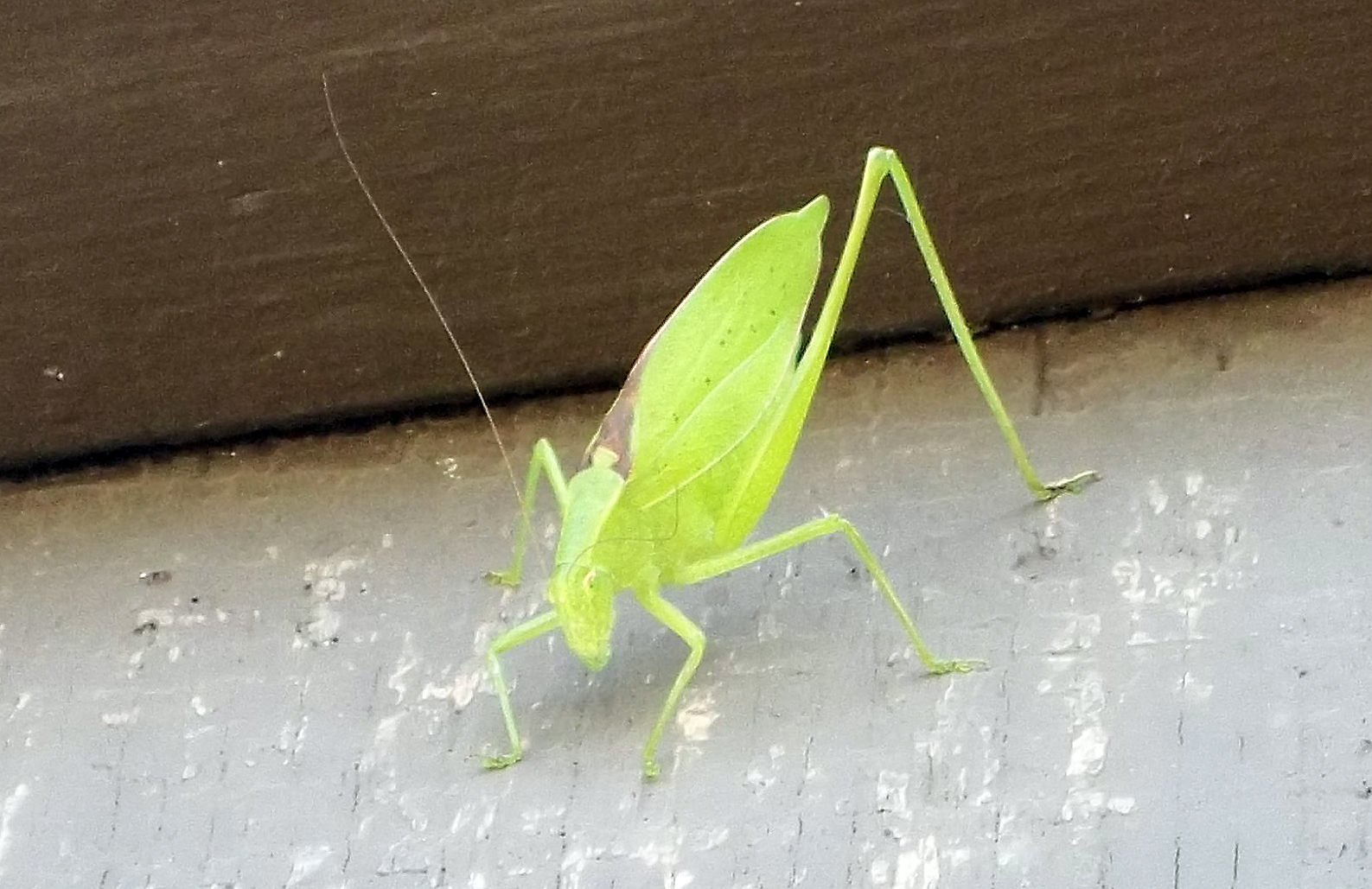 On the Light Side On the Wild Side