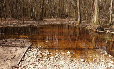 Bród z funkcją piętrzenia na obszarze Wilcza Struga. Budowla ta ma zatrzymywać niskie stany wody, natomiast w okresie wysokich stanów przepływ ma się odbywać swobodnie. luty 2017, fot. A. Andrzejewsk