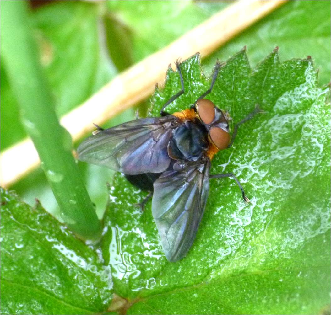 Insects of Scotland: Tachinids