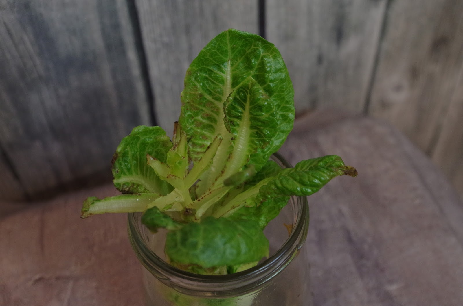 Mr. Greens Welt: Endivien Salat Update April