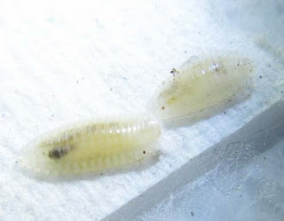 Parasitic millipedes of termites