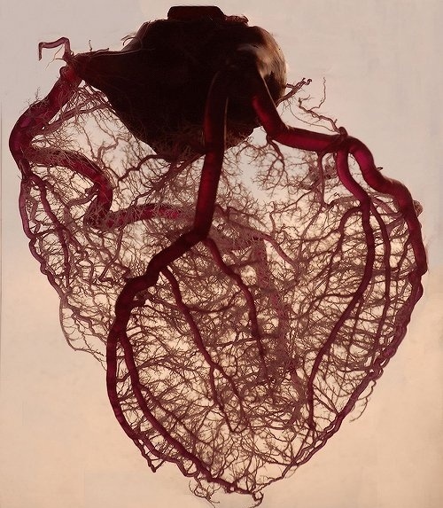 Vein Only Human Heart Anatomy