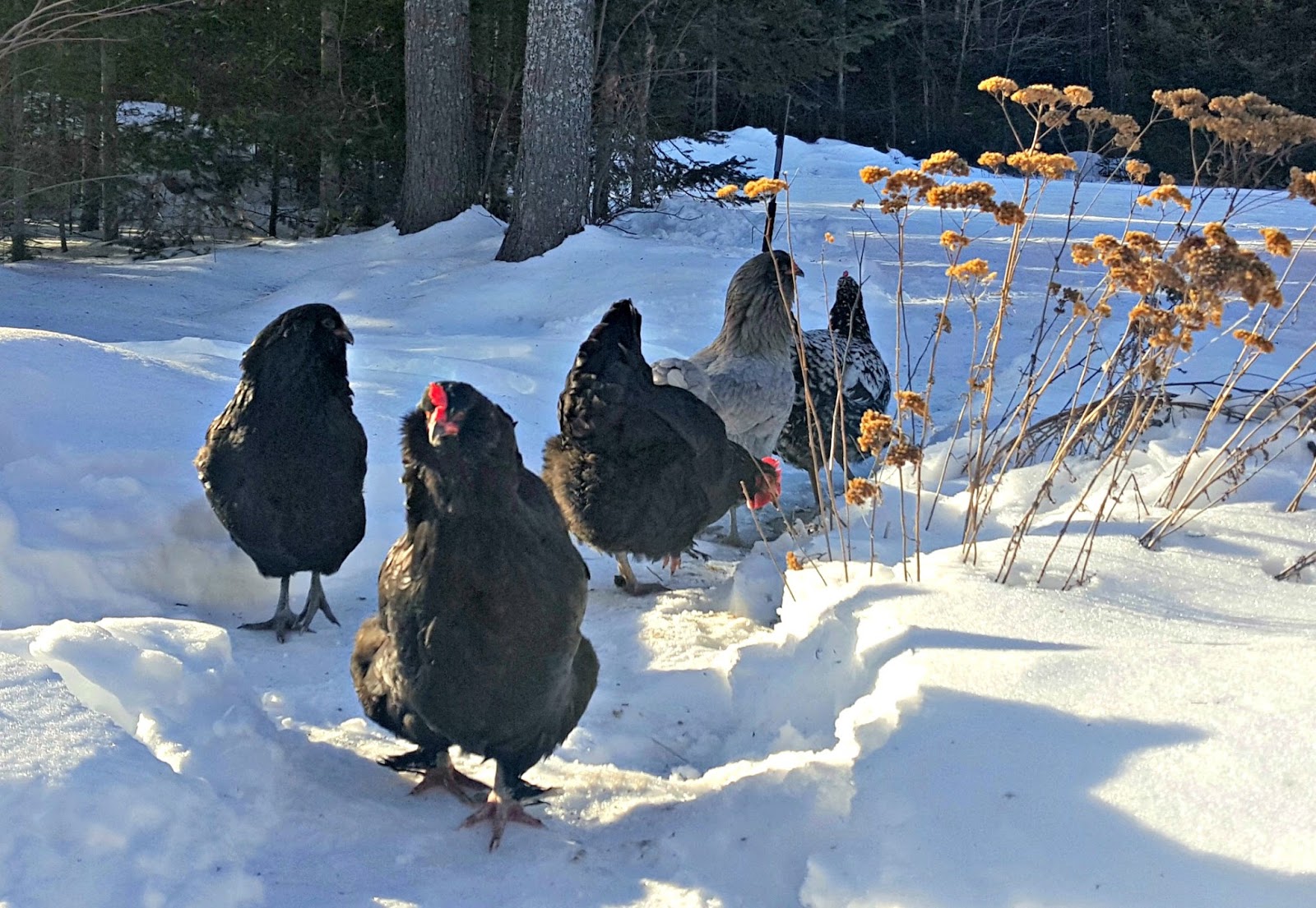 Can Chickens Walk In Snow at Sarah Mora blog