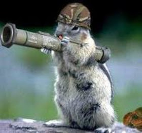 Funny And Cute Animals: Funny Animals Army | In Photos