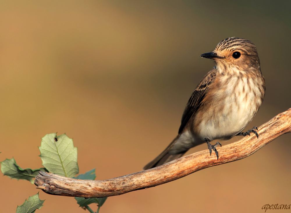 animales ibéricos en la cultura popular: Papamoscas ibéricos