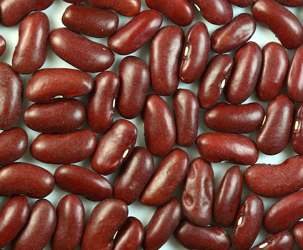 rajma, rajma farming, kidney bean, how to grow kidney bean, kidney bean farming, kidney bean cultivation, guide for kidney bean farming, growing kidney bean, growing kidney bean commercially, guide for growing kidney bean, tips for growing kidney bean